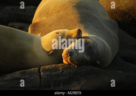 Seelöwen schlafen bei Sonnenuntergang in der La Jolla Cove, San Diego, Kalifornien. Februar 2018 Stockfoto