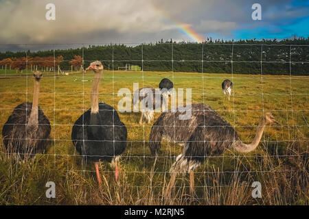 Strauß Herde hinter einem Zaun auf einer Farm in Neuseeland Stockfoto