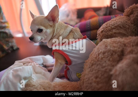 Süße weiß Chihuahua auf Sofa, einsam, Warten auf Liebe Stockfoto