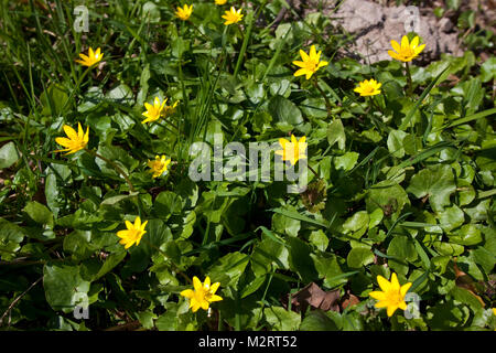 Scharbockskraut, Scharbocks-Kraut, Frühlings-Scharbockkraut, Ranunculus ficaria, Ficaria Verna, Scharbockskraut, Pilewort, Ficaire Stockfoto