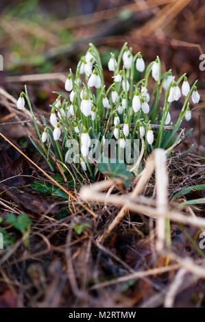 Schneeglöckchen in voller Blüte in einem Waldgebiet in der Nähe von Edimburgh Stockfoto