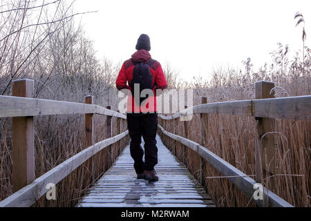 Mann zu Fuß entlang der Promenade durch Schilf an Brockholes Naturschutzgebiet im Winter Stockfoto