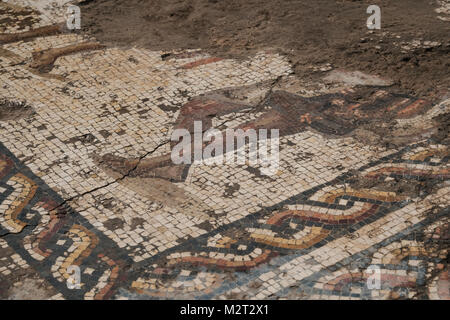 Caesarea, Israel. 8. Februar, 2018. Was Archäologen betrachten eine bemerkenswerte, seltene, bunte römischen Mosaik, wird bei Ausgrabungen in der Caesarea National Park aufgedeckt. Credit: Nir Alon/Alamy leben Nachrichten Stockfoto