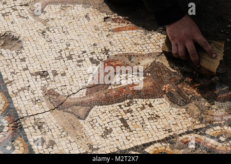 Caesarea, Israel. 8. Februar, 2018. Was Archäologen betrachten eine bemerkenswerte, seltene, bunte römischen Mosaik, wird bei Ausgrabungen in der Caesarea National Park aufgedeckt. Credit: Nir Alon/Alamy leben Nachrichten Stockfoto