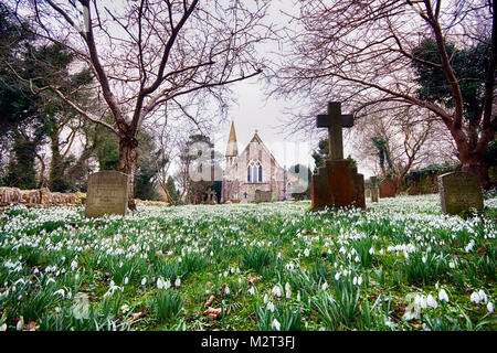 Edge, Gloucestershire, Vereinigtes Königreich. 8 Feb, 2018. Ein Teppich von Schneeglöckchen in voller Blüte in der Pfarrkirche St. Johannes der Täufer in Rand in der Nähe von Stroud, Gloucestershire. Bild: Carl Hewlett/Alamy leben Nachrichten Stockfoto