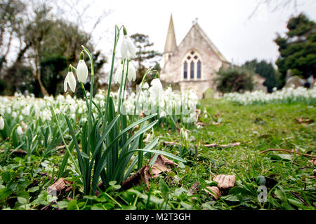 Edge, Gloucestershire, Vereinigtes Königreich. 8 Feb, 2018. Ein Teppich von Schneeglöckchen in voller Blüte in der Pfarrkirche St. Johannes der Täufer in Rand in der Nähe von Stroud, Gloucestershire. Bild: Carl Hewlett/Alamy leben Nachrichten Stockfoto