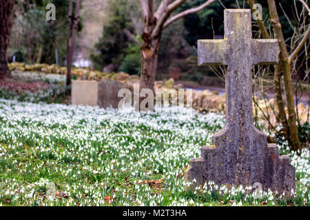 Edge, Gloucestershire, Vereinigtes Königreich. 8 Feb, 2018. Ein Teppich von Schneeglöckchen in voller Blüte in der Pfarrkirche St. Johannes der Täufer in Rand in der Nähe von Stroud, Gloucestershire. Bild: Carl Hewlett/Alamy leben Nachrichten Stockfoto