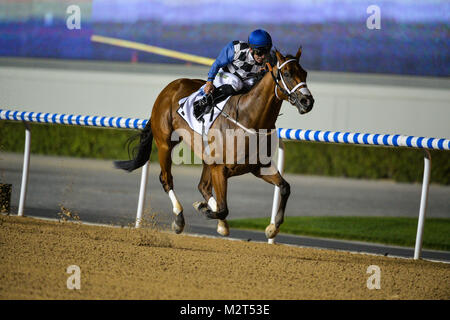 Dubai, VAE. 8. Feb 2018. Patrick Dobbs fährt mein Fang zum Sieg in der Al Shindagha Sprint gefördert durch gulfnews.com am Meydan. Mein Fang ist von Doug Watson ausgebildet und durch Valentin Bukhtoyarov & Evgeny Kappushev Credit: Feroz Khan/Alamy Leben Nachrichten im Besitz Stockfoto