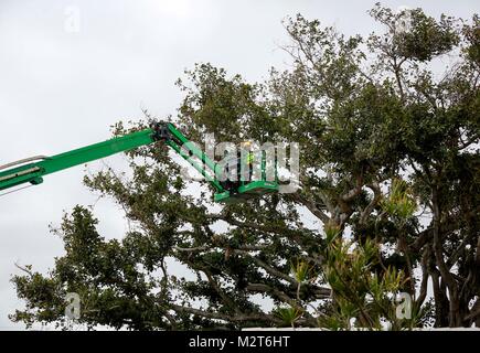 Florida, USA. 8 Feb, 2018. Ein Arbeiter mit Ultimate Umgebungen, Inc. wird über eine 120-Fuß Ausleger zu einem großen banyan Baum, dessen Zweige von einem Haus auf Washington Straße in den Hof des Bongsoon Zubay auf Monroe Drive in West Palm Beach Mittwoch, 7. Februar 2018 hängenden sind aufgehoben. ''Wir sind ein Lot aus jeder Zweig fallenlassen, um sicherzustellen, dass wir genau im Einklang mit der Eigenschaft line,'' sagte Ultimative Umgebungen Präsident David Habeck. Zubay der Nachbar würde nicht eine Mannschaft in der Werft die Zweige zu trimmen, so dass die 120-Fuß Ausleger heben wurde aus dem öffentlichen Rechts verwendet. ''Ich bin s Stockfoto