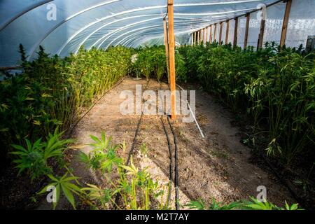 Mendocino County, Kalifornien, USA. 7 Feb, 2018. Gewächshaus cannabis Ernte in Mendocino County. Kleiner Topf Landwirte in der Kalifornischen redwoods Live eine einfache, ländliche Leben, um wachsende Marihuana dreht, sowie wachsende eigene Obst und Gemüse. In der Vergangenheit, die Bauern arbeiteten für den Schwarzmarkt. Die meisten Bauern wollen mit den Vorschriften des Staates entsprechen. Von heute an, sie sind bis zu Code und verfügen über alle erforderlichen Genehmigungen, die erforderlich sind, um zu wachsen. Aber wie wird es mit der gesetzlich zulässigen Überlandgeschwindigkeit legalisiert, die kleinen Landwirte werden von großen industriellen Einrichtungen, die gedrückt Stockfoto