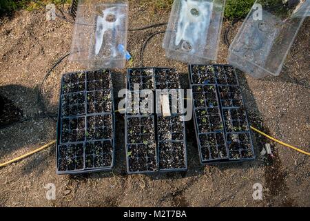 Mendocino County, Kalifornien, USA. 7 Feb, 2018. Neues Wachstum einer neuen Runde von Cannabis Pflanzen für das Jahr. Diese winzigen Pflanzen werden Riese 9-12 Fuß Pflanzen am Ende von neun lange Monate. Kleiner Topf Landwirte in der Kalifornischen redwoods Live eine einfache, ländliche Leben, um wachsende Marihuana dreht, sowie wachsende eigene Obst und Gemüse. In der Vergangenheit, die Bauern arbeiteten für den Schwarzmarkt. Die meisten Bauern wollen mit den Vorschriften des Staates entsprechen. Von heute an, sie sind bis zu Code und verfügen über alle erforderlichen Genehmigungen, die erforderlich sind, um zu wachsen. Aber wie wird es legaliz Stockfoto