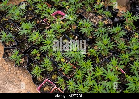 Mendocino County, Kalifornien, USA. 7 Feb, 2018. Diese cannabis Pflanzen wird in 9-12 Fuß Pflanzen durch Oktober, acht Monate nach diesem Bild. Kleiner Topf Landwirte in der Kalifornischen redwoods Live eine einfache, ländliche Leben, um wachsende Marihuana dreht, sowie wachsende eigene Obst und Gemüse. In der Vergangenheit, die Bauern arbeiteten für den Schwarzmarkt. Die meisten Bauern wollen mit den Vorschriften des Staates entsprechen. Von heute an, sie sind bis zu Code und verfügen über alle erforderlichen Genehmigungen, die erforderlich sind, um zu wachsen. Aber wie wird es mit der gesetzlich zulässigen Überlandgeschwindigkeit legalisiert, die kleinen Bauern werden Stockfoto