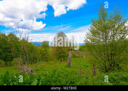 Grünen üppigen Wald mit Evergreens unter puffy Wolken und blauer Himmel. Stockfoto