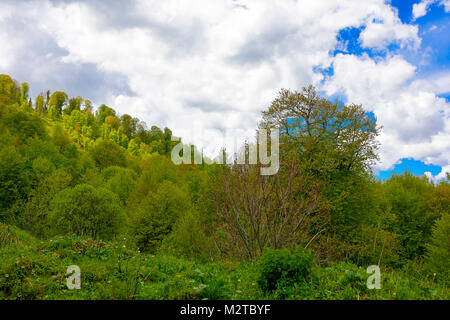 Grünen üppigen Wald mit Evergreens unter puffy Wolken und blauer Himmel. Stockfoto