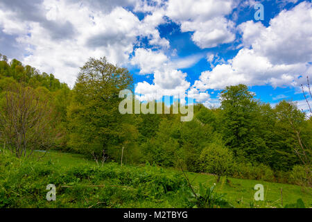 Grünen üppigen Wald mit Evergreens unter puffy Wolken und blauer Himmel. Stockfoto