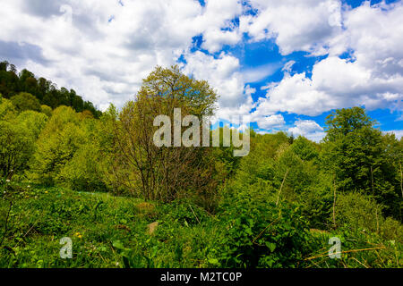 Grünen üppigen Wald mit Evergreens unter puffy Wolken und blauer Himmel. Stockfoto