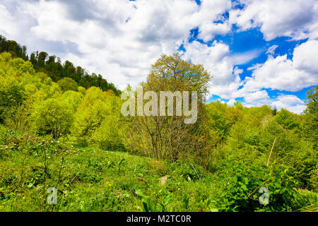 Grünen üppigen Wald mit Evergreens unter puffy Wolken und blauer Himmel. Stockfoto