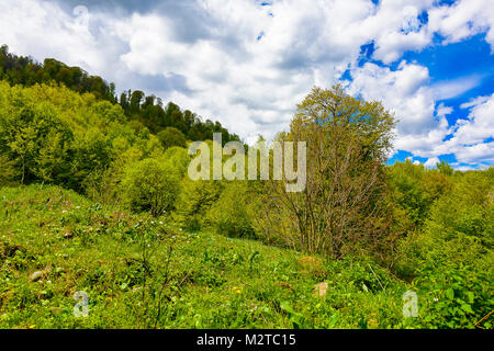 Grünen üppigen Wald mit Evergreens unter puffy Wolken und blauer Himmel. Stockfoto