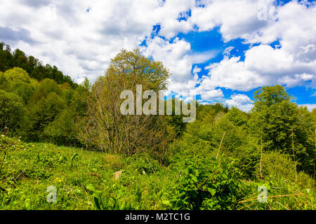 Grünen üppigen Wald mit Evergreens unter puffy Wolken und blauer Himmel. Stockfoto