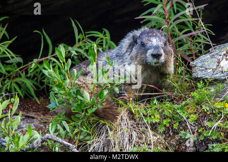 Hoary Marmot Denali National Park Stockfoto