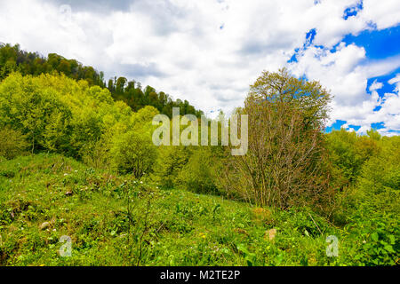 Grünen üppigen Wald mit Evergreens unter puffy Wolken und blauer Himmel. Stockfoto