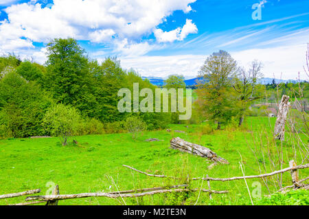 Grünen üppigen Wald mit Evergreens unter puffy Wolken und blauer Himmel. Stockfoto