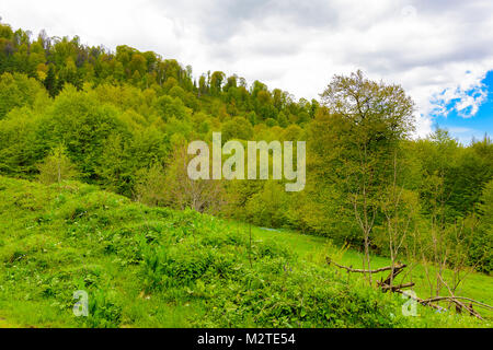 Grünen üppigen Wald mit Evergreens unter puffy Wolken und blauer Himmel. Stockfoto