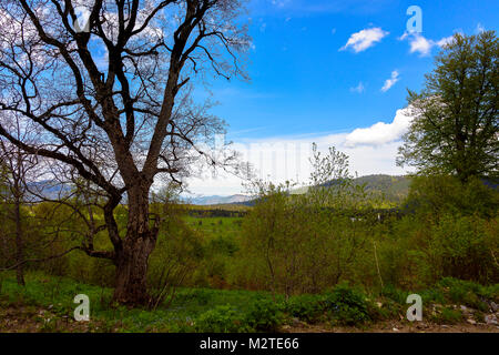 Grünen üppigen Wald mit Evergreens unter puffy Wolken und blauer Himmel. Stockfoto