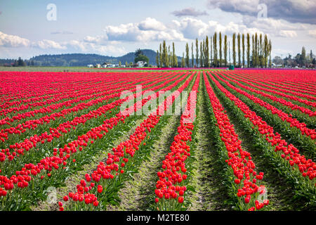 Slkagit Tal Tulpenfeld Stockfoto