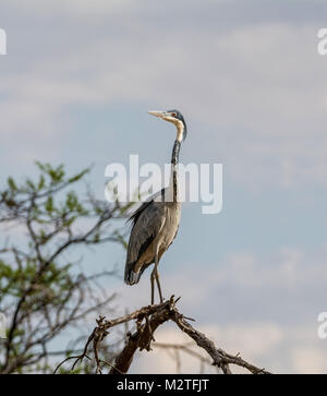 Ein Black-headed Heron, stehend auf einem toten Baum Stockfoto