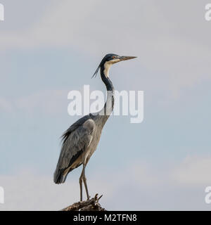 Ein Black-headed Heron, stehend auf einem toten Baum Stockfoto
