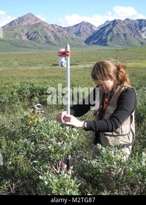 Dieses Jahr Studie liefert eine Landschaft angelegte Übersicht über Muster, die in der Vegetation von Alaska Interior. Stockfoto