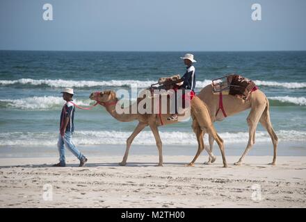 Zwei arabische Kamele am Strand von Salalah, Oman, am 10.10.2017. | Verwendung weltweit Stockfoto