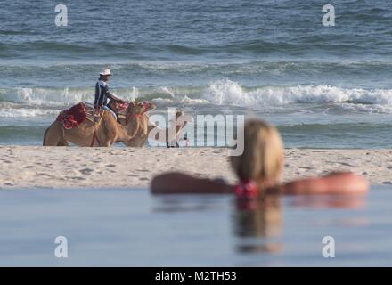 Zwei arabische Kamele am Strand von Salalah, Oman, am 10.10.2017. | Verwendung weltweit Stockfoto