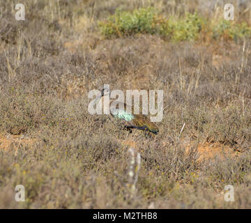 Eine hadeda Vogel Futter im südlichen afrikanischen Savanne Stockfoto