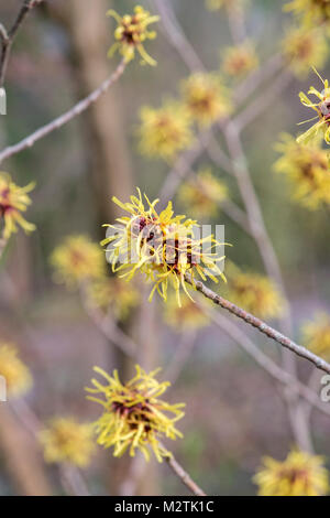 Hamamelis Mollis 'Imperialis". Zaubernuss 'Imperialis' Blüte im Winter. RHS Wisley Gardens, Surrey, Großbritannien Stockfoto