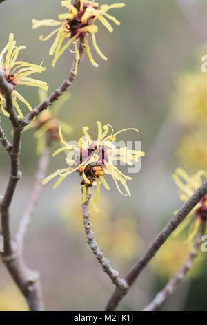 Hamamelis Mollis 'Imperialis". Zaubernuss 'Imperialis' Blüte im Winter. RHS Wisley Gardens, Surrey, Großbritannien Stockfoto