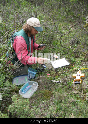 Dieses Jahr Studie liefert eine Landschaft angelegte Übersicht über Muster, die in der Vegetation von Alaska Interior. Stockfoto