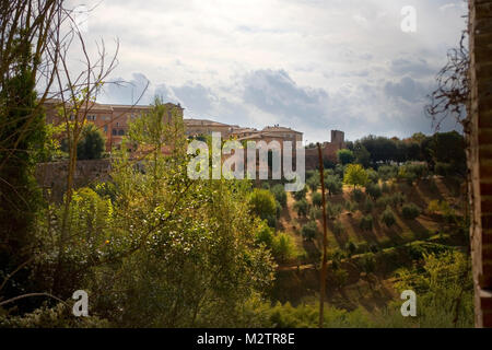 Blick auf die Siena Wände von Porta Laterina über die Porta San Marco, mit Olivenhainen zwischen: Siena, Toskana, Italien Stockfoto