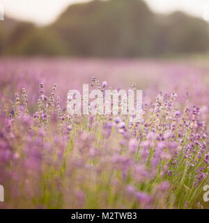 Lavendelfeld in Ostwestfalen in der Nähe von Detmold. Stockfoto