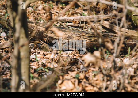 Kleine Maus versteckt sich im Wald zwischen trockenem Laub. Stockfoto