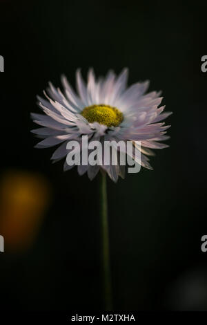 Sommer Blumen wiesen auf die straßenränder in Bielefeld, Stockfoto