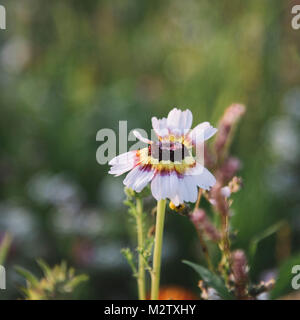 Sommer Blumen wiesen auf die straßenränder in Bielefeld, Stockfoto