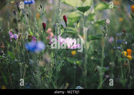 Sommer Blumen wiesen auf die straßenränder in Bielefeld, Stockfoto