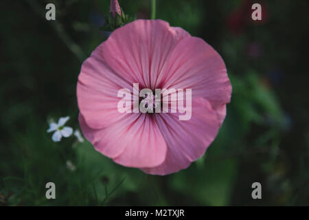 Sommer Blumen wiesen auf die straßenränder in Bielefeld, Stockfoto