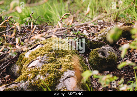 Auf dem Weg in den Teutoburger Wald Stockfoto