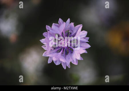 Sommer Blumen wiesen auf die straßenränder in Bielefeld, Stockfoto