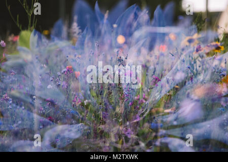 Sommer Blumen wiesen in Bielefeld an den Straßenrändern, Double Exposure. Stockfoto