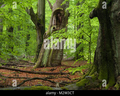 Alte Bäume im Urwald Sababurg, Reinhardswald, Hessen, Deutschland Stockfoto