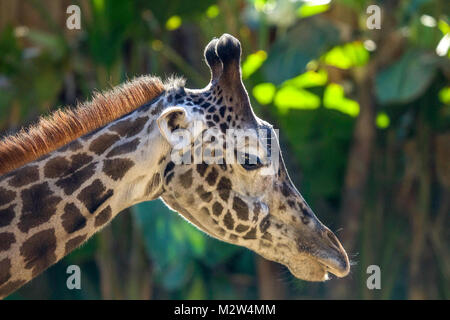 Nahaufnahme der Giraffe Kopf Stockfoto